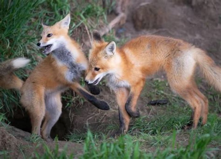 2 Babies One Fox: Exploring a Powerful Idea