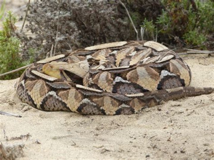 Discovering the Gaboon Viper: Africa's Camouflaged Giant