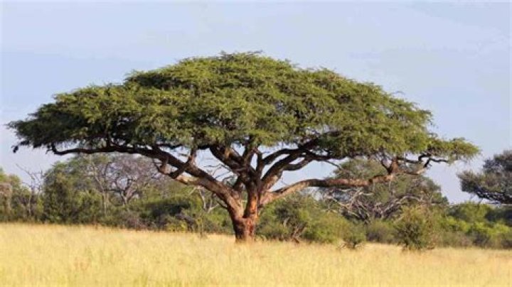 Discovering the Resilient Acacia Plant: What 'Acacia Kersey' Searches Might Reveal