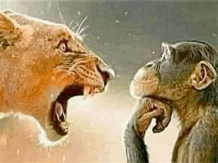 The Hilarious Showdown: Why Everyone's Talking About Lion Yelling at Monkey