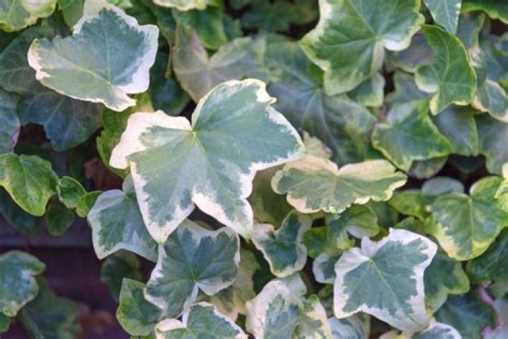 Unraveling Ivy Ireland: Character, Meaning, and Influence