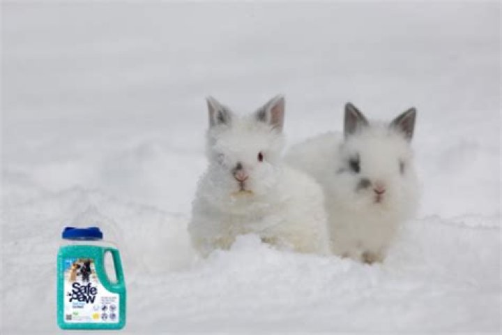 What is a Snow Bunny? Unpacking a Multifaceted Term
